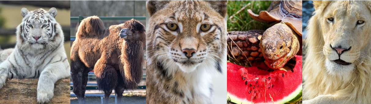 Zvířata v Malkia Parku