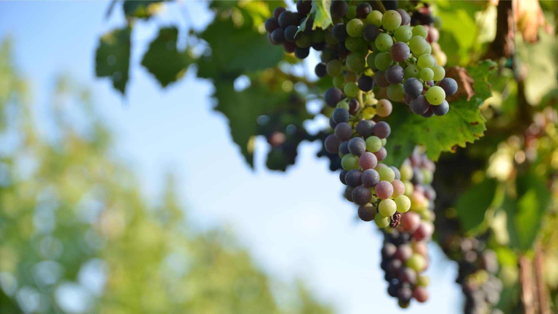 Weintrauben an einer Rebe für Loxone Wein