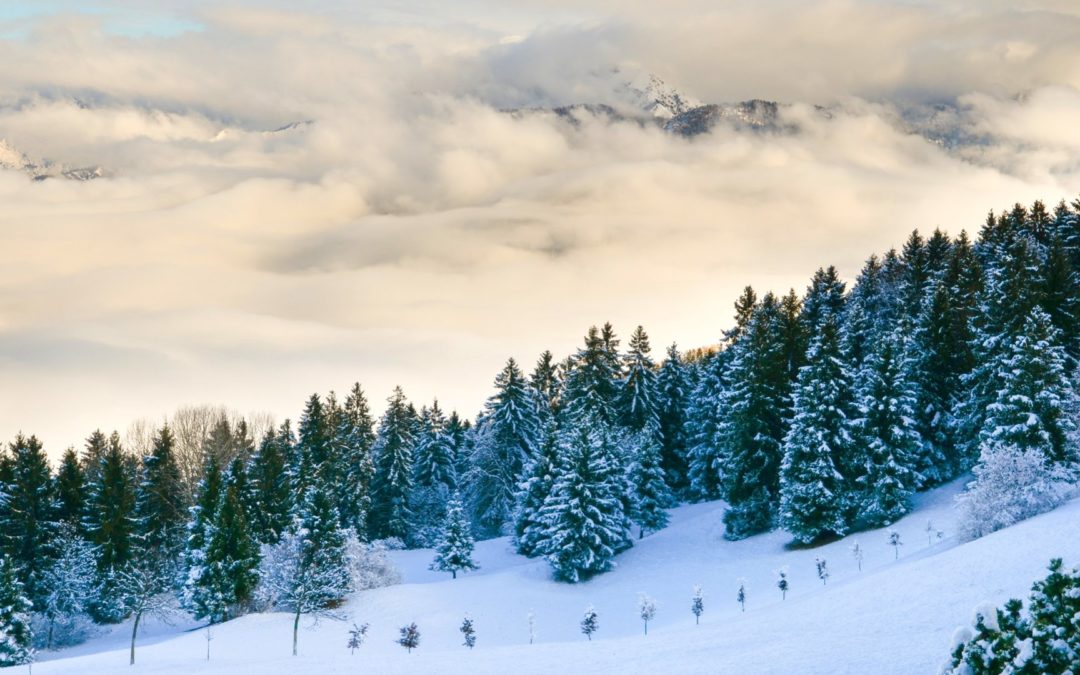 Protección de plantas y cultivos de las heladas con tecnología Loxone