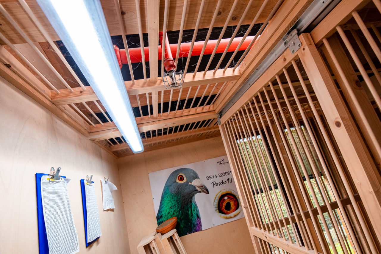 Geautomatiseerd duivenhok<br />
Pigeon Paradise<br />
PIPA<br />
Loxone