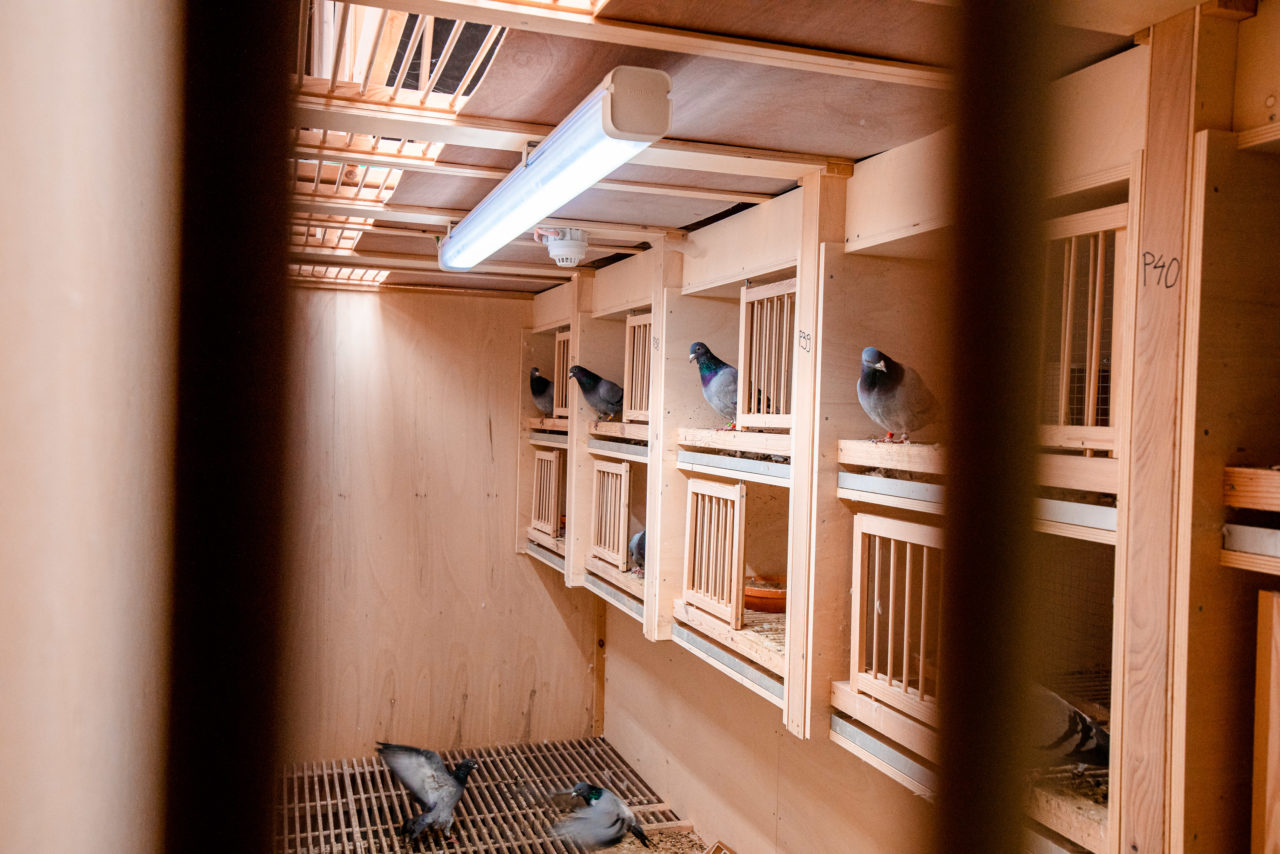 Geautomatiseerd duivenhok<br />
Pigeon Paradise<br />
PIPA<br />
Loxone