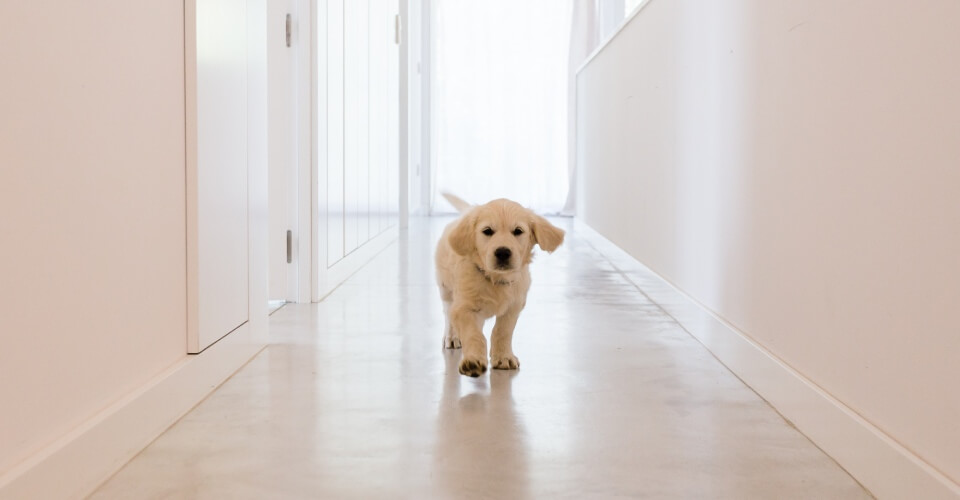 Biały szczeniak idzie po korytarzu w domu
